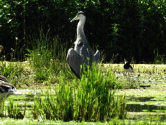 Unsere Monatsversammlung im September