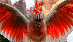 Prof. Dr. Mattias Reinschmidt – Eindrücke in den Taronga Zoo von Sydney und den neuen Bird Paradise Park in Singapur