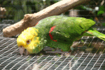 vogel027