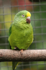 vogel035