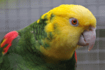 vogel051