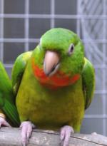 vogel053