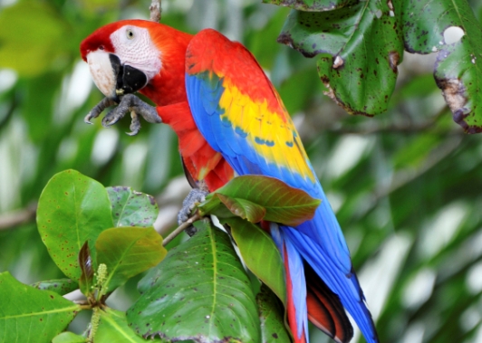 scarlet macaw, ara macao