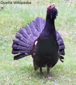 220px tetrao urogallus front