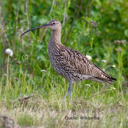 grosser brachvogel